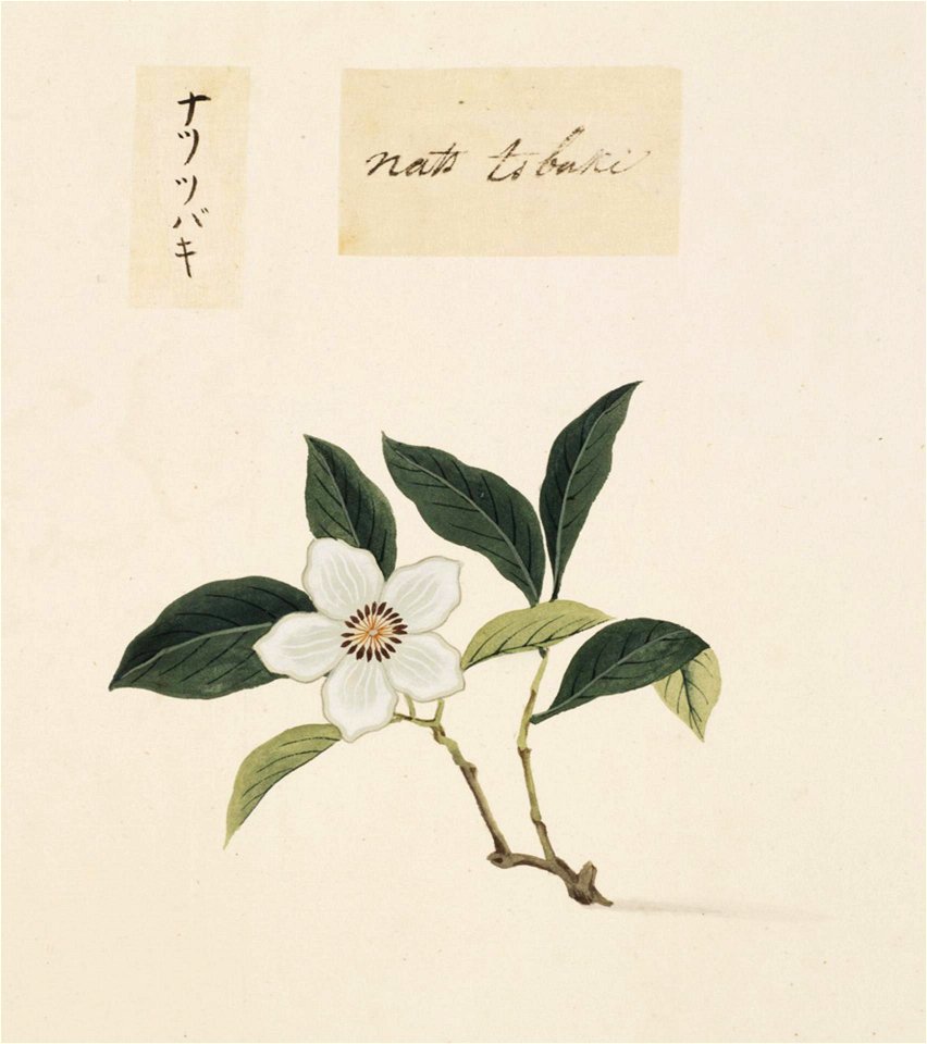 Naturalis Biodiversity Center - RMNH.ART.843 - Stuartia pseudocamellia - Kawahara Keiga - 1823 - 1829 - Siebold Collection - pencil drawing - water colour