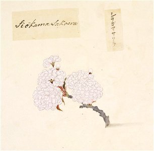 Naturalis Biodiversity Center - RMNH.ART.854 - Prunus leveilleana cv. Shiogama Koehne - Kawahara Keiga - 1823 - 1829 - Siebold Collection - pencil drawing - water colour