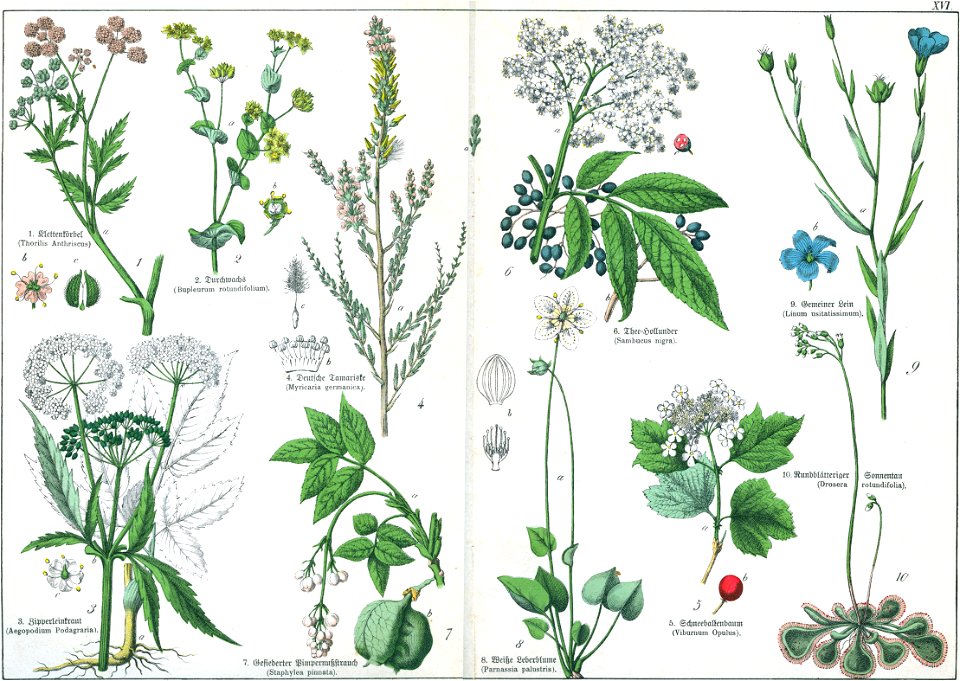 Naturgeschichte des Pflanzenreichs Tafel XVI