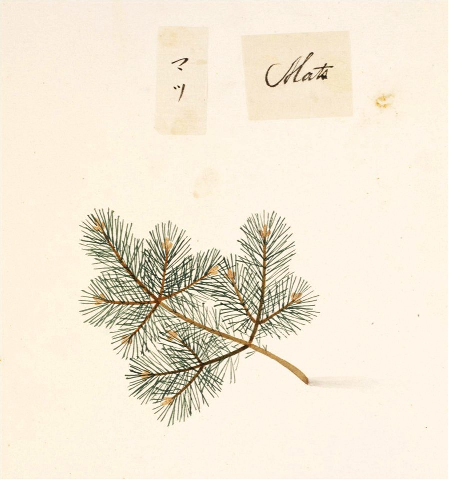 Naturalis Biodiversity Center - RMNH.ART.861 - Pinus parviflora - Kawahara Keiga - 1823 - 1829 - Siebold Collection - pencil drawing - water colour