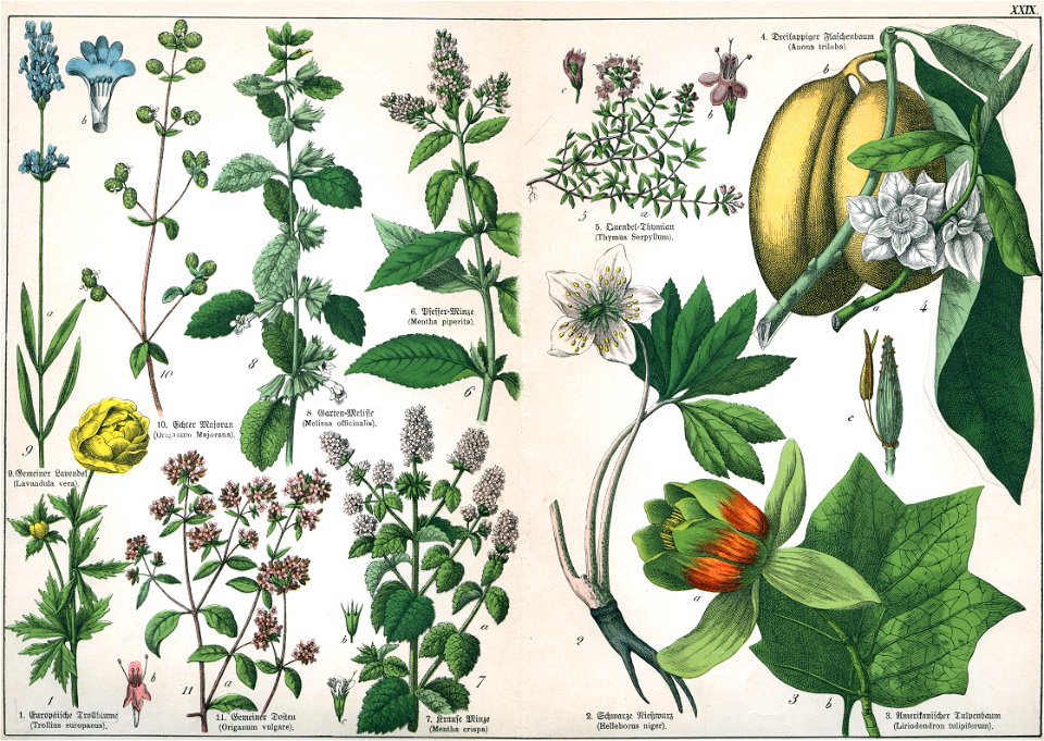 Naturgeschichte des Pflanzenreichs Tafel XXIX