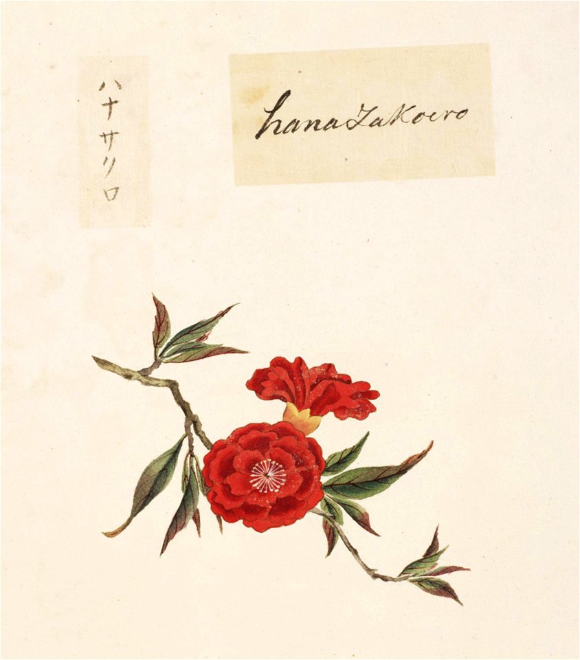 Naturalis Biodiversity Center - RMNH.ART.830 - Punica granatum - Kawahara Keiga - 1823 - 1829 - Siebold Collection - pencil drawing - water colour