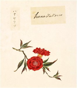 Naturalis Biodiversity Center - RMNH.ART.830 - Punica granatum - Kawahara Keiga - 1823 - 1829 - Siebold Collection - pencil drawing - water colour