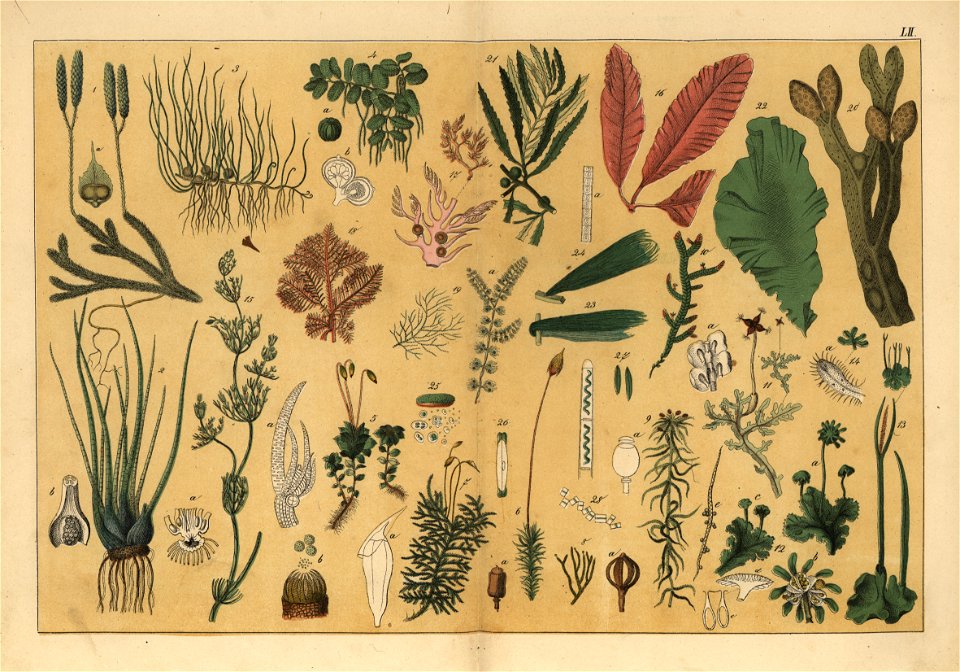 Naturgeschichte des Pflanzenreichs, Eßlingen 1870 - Tafel 052