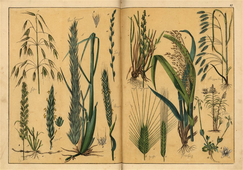 Naturgeschichte des Pflanzenreichs, Eßlingen 1870 - Tafel 006