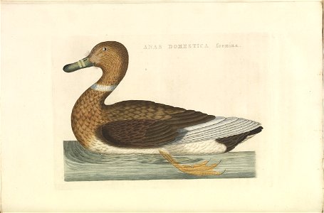 Nederlandsche vogelen (KB) - Anas platyrhynchos (366b). Free illustration for personal and commercial use.