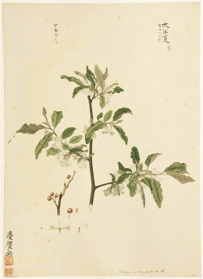 Naturalis Biodiversity Center - RMNH.ART.890 - Elaeagnus umbellata - Kawahara Keiga - 1823 - 1829 - Siebold Collection - pencil drawing - water colour