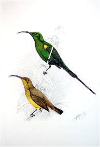 Nectarinia famosa00