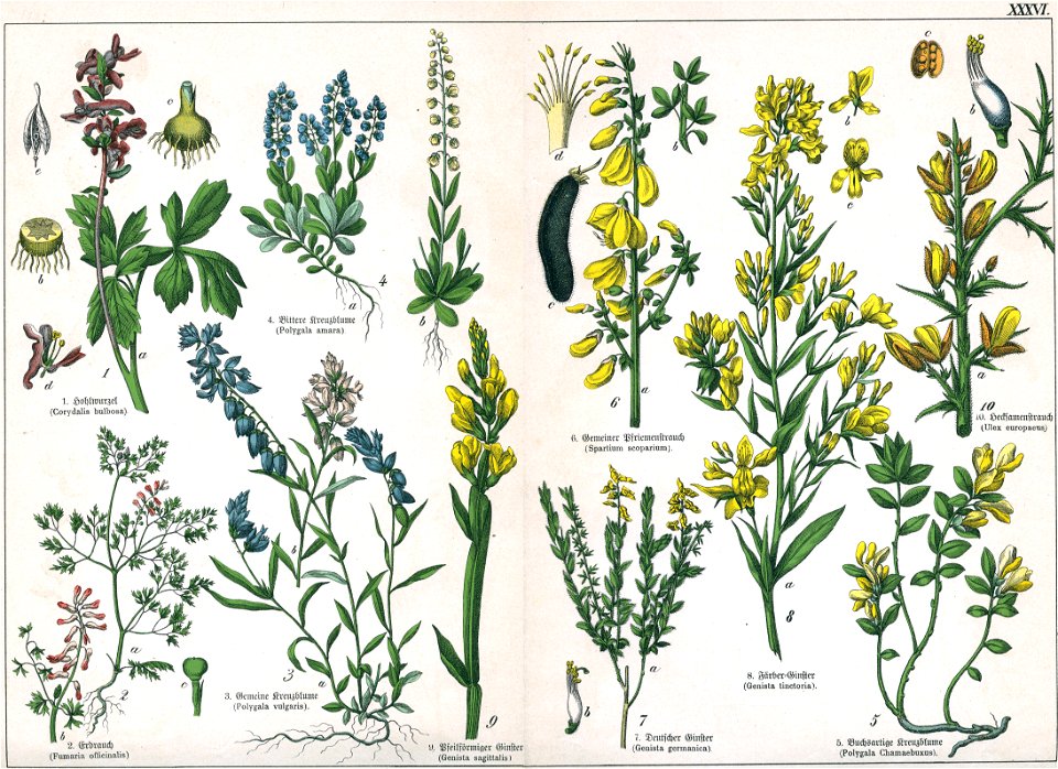 Naturgeschichte des Pflanzenreichs Tafel XXXVI