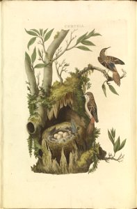 Nederlandsche vogelen (KB) - Certhia brachydactyla (058b). Free illustration for personal and commercial use.