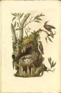 Nederlandsche vogelen (KB) - Certhia brachydactyla (058b)
