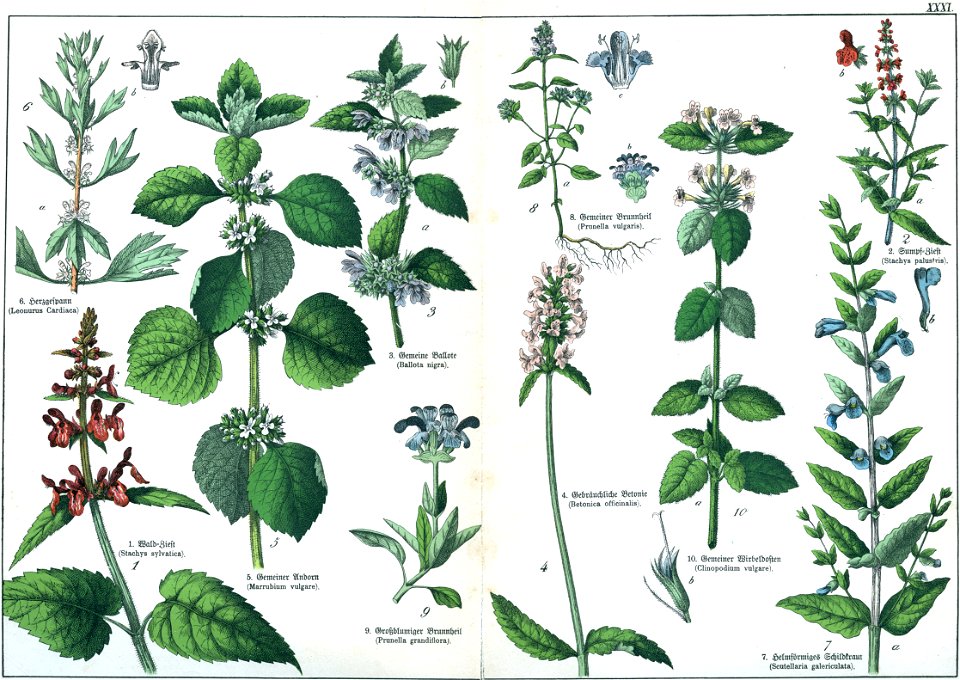 Naturgeschichte des Pflanzenreichs Tafel XXXI