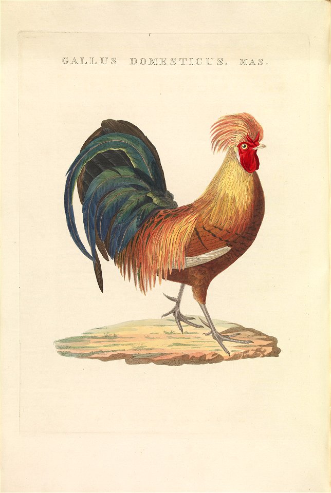 Nederlandsche vogelen (KB) - Gallus gallus (472b)