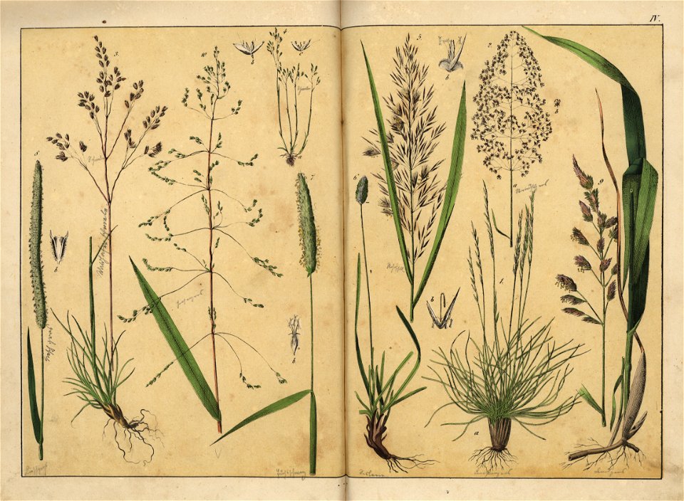 Naturgeschichte des Pflanzenreichs, Eßlingen 1870 - Tafel 004