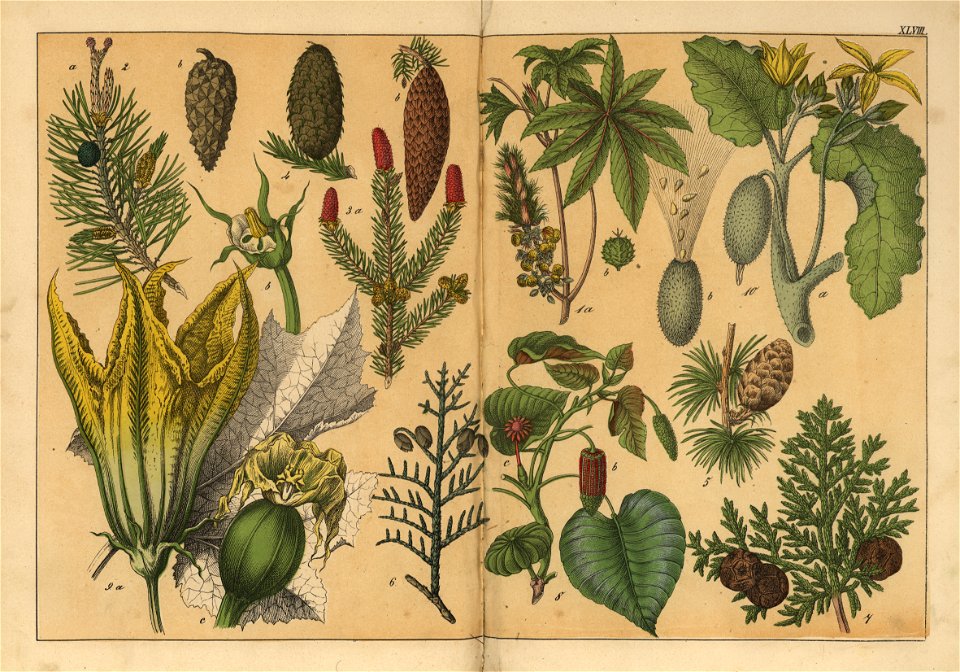 Naturgeschichte des Pflanzenreichs, Eßlingen 1870 - Tafel 048