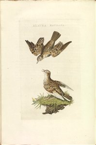 Nederlandsche vogelen (KB) - Alauda arvensis (380b). Free illustration for personal and commercial use.