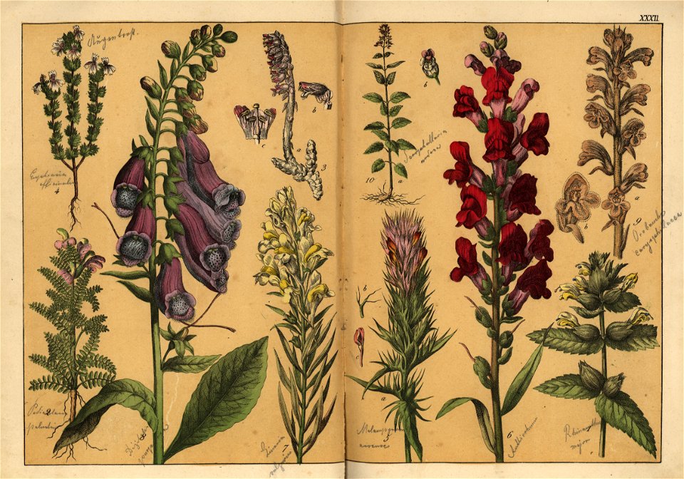 Naturgeschichte des Pflanzenreichs, Eßlingen 1870 - Tafel 032