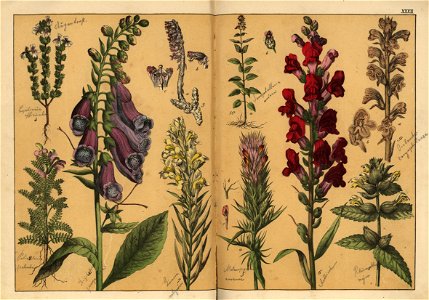 Naturgeschichte des Pflanzenreichs, Eßlingen 1870 - Tafel 032