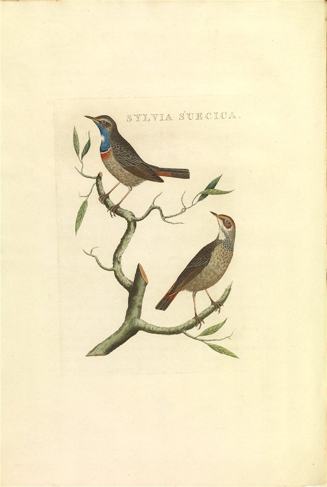 Nederlandsche vogelen (KB) - Luscinia svecica (410b)