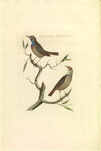 Nederlandsche vogelen (KB) - Luscinia svecica (410b)