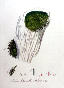 Neckera heteromalla — Flora Batava — Volume v9
