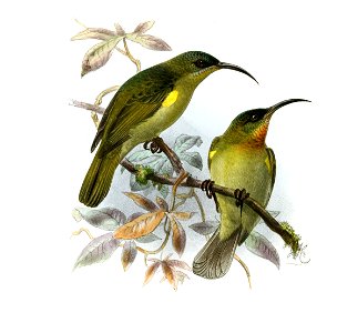 Nectarinia olivacea Keulemans