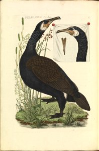 Nederlandsche vogelen (KB) - Phalacrocorax carbo (088b). Free illustration for personal and commercial use.