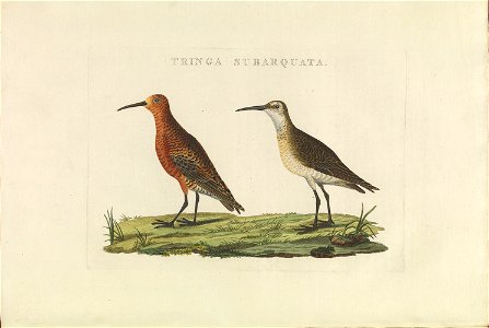 Nederlandsche vogelen (KB) - Calidris ferruginea (426b)