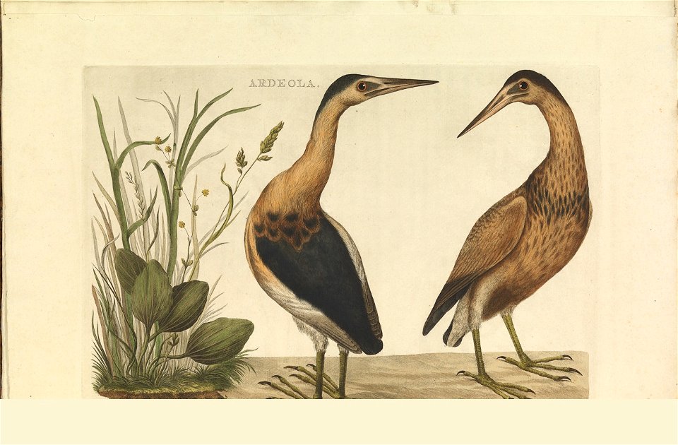 Nederlandsche vogelen (KB) - Ixobrychus minutus (056b)
