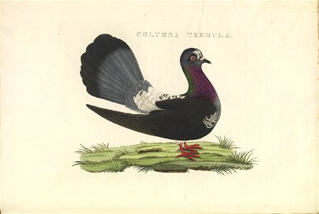 Nederlandsche vogelen (KB) - Columba livia (412b)