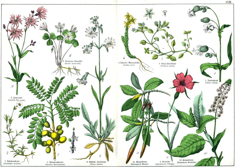 Naturgeschichte des Pflanzenreichs Tafel XXIII