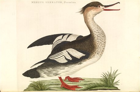 Nederlandsche vogelen (KB) - Mergus serrator (voor243)
