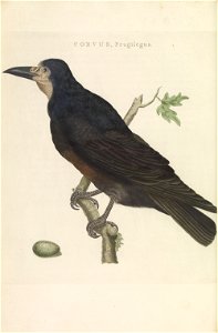 Nederlandsche vogelen (KB) - Corvus frugilegus (199pl)