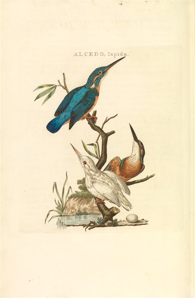 Nederlandsche vogelen (KB) - Alcedo atthis (285pl)