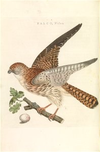 Nederlandsche vogelen (KB) - Falco tinnunculus (227pl). Free illustration for personal and commercial use.