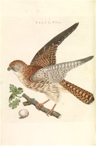 Nederlandsche vogelen (KB) - Falco tinnunculus (227pl)