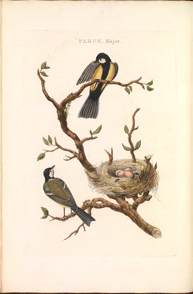 Nederlandsche vogelen (KB) - Parus major (112b)