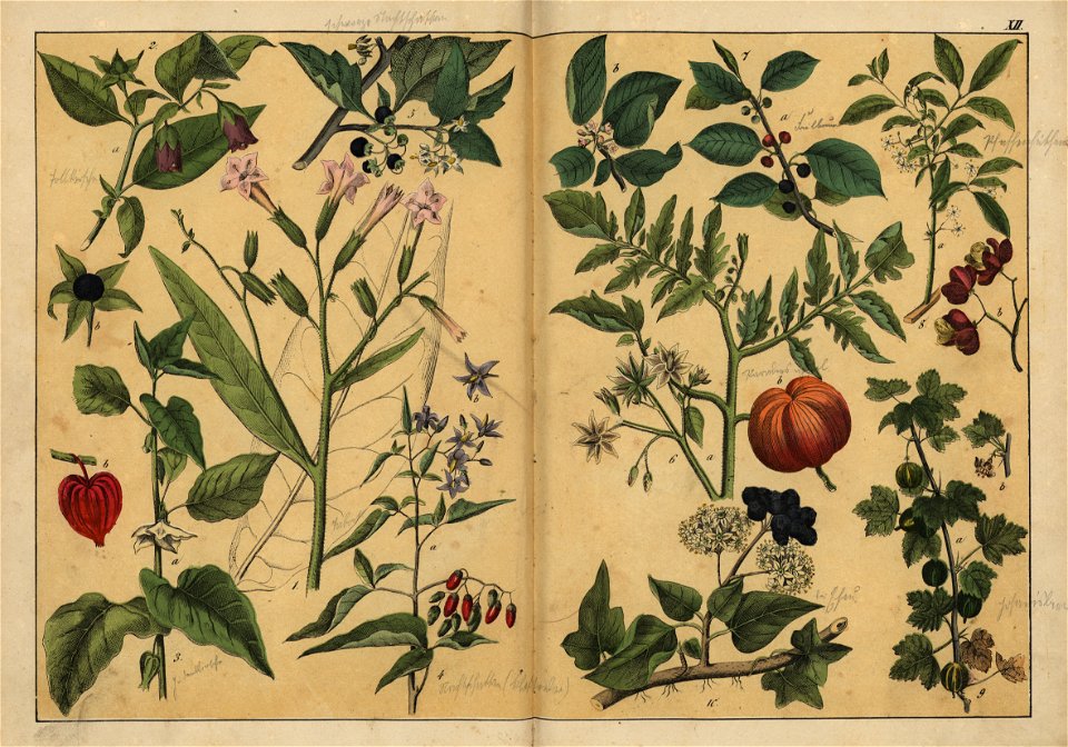 Naturgeschichte des Pflanzenreichs, Eßlingen 1870 - Tafel 012