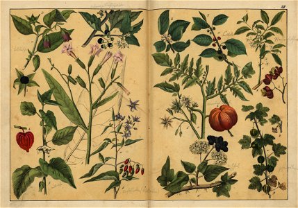 Naturgeschichte des Pflanzenreichs, Eßlingen 1870 - Tafel 012