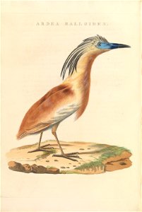 Nederlandsche vogelen (KB) - Ardeola ralloides (456b)