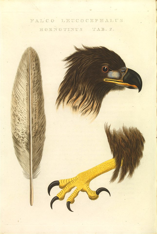 Nederlandsche vogelen (KB) - Haliaeetus albicilla (418b)