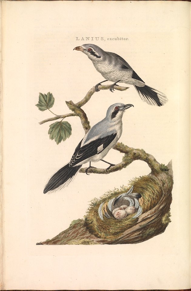 Nederlandsche vogelen (KB) - Lanius excubitor (120b)