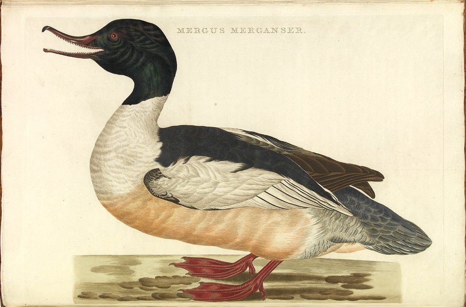 Nederlandsche vogelen (KB) - Mergus merganser (324b)