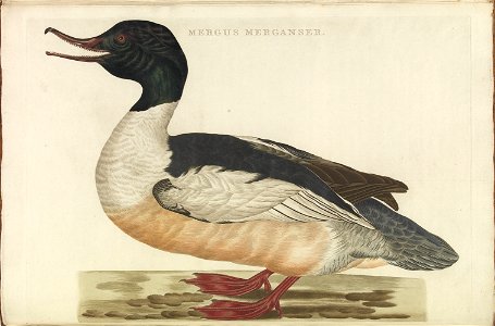 Nederlandsche vogelen (KB) - Mergus merganser (324b)