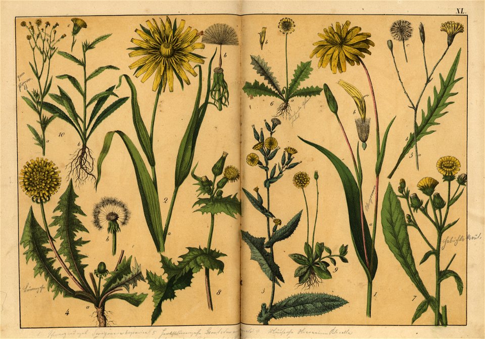 Naturgeschichte des Pflanzenreichs, Eßlingen 1870 - Tafel 040