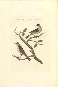 Nederlandsche vogelen (KB) - Sylvia atricapilla (424b)