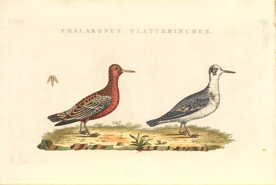 Nederlandsche vogelen (KB) - Phalaropus fulicarius (486b)