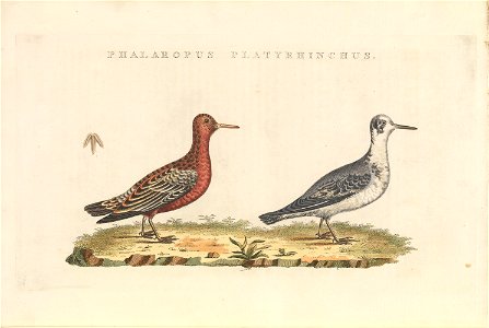 Nederlandsche vogelen (KB) - Phalaropus fulicarius (486b)