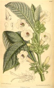 Nautilocalyx pallidus 139-8519
