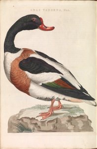 Nederlandsche vogelen (KB) - Tadorna tadorna (190b)